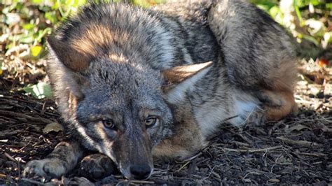 Urban Coyotes Pose a Threat to Pets During Mating Season | Chicago ...