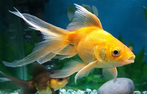 How To Maintain Goldfish In Aquarium - Aquarium Views