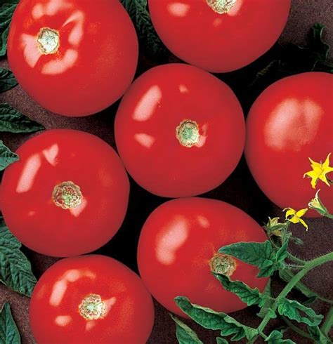 Mountain Fresh Plus Hybrid VFFNSt Tomato Seeds — Seeds 'n Such