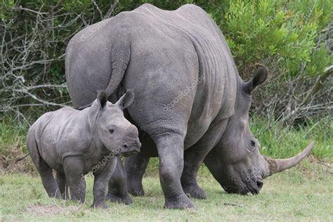 Baby Rhinoceros and Mom — Stock Photo © fouroaks #5198116