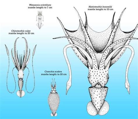 Live giant squid! Discovery Channel says it's got first vids of the ...