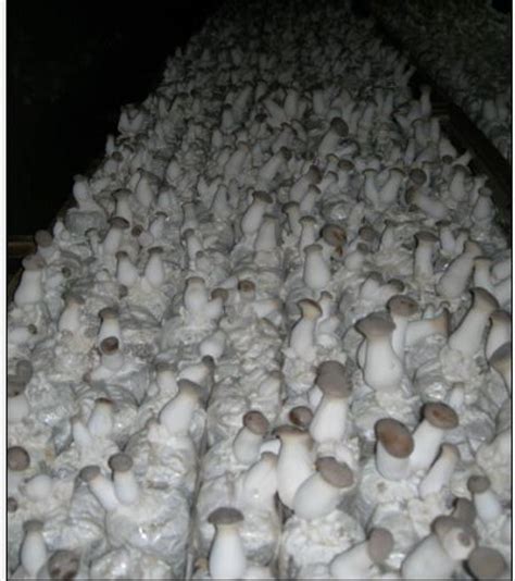 Pleurotus eryngii products,China Pleurotus eryngii supplier