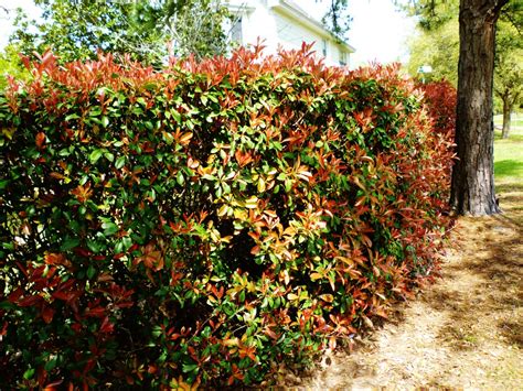 Outdoor Landscaping using Red Tip Photinia Shrubs in Texas ~ Good Idea ...