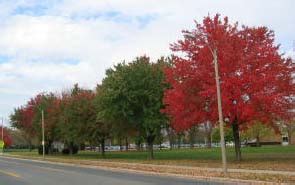 Tree Profile for the Frontier Elm - Urban Forest Nursery, Inc.