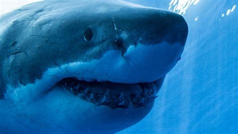 Shark teeth lost in Antarctica millions of years ago recorded Earth’s ...