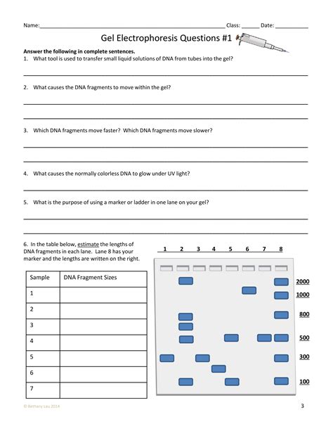 Gel Electrophoresis Worksheet Answers – Pro Worksheet