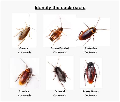 Home / Cockroach Pest Control / Identify The Roach - Brown Banded ...