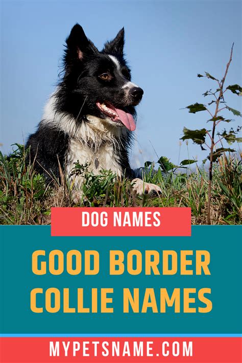 Good Border Collie Names | Border collie names, Dog names, Cool pet names