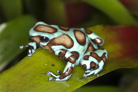 Dendrobates Auratus Bronze | Rana punta de flecha, Reptiles y anfibios ...