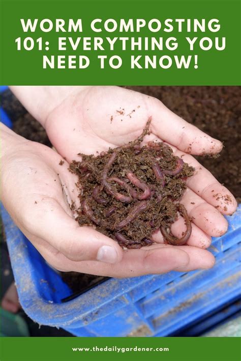 Worm Composting 101: Everything You Need to Know!