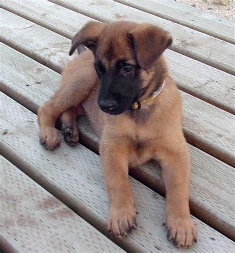 Belgian Shepherd Malinois Pictures and Reviews | Dog breeds and Puppies ...