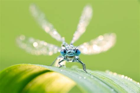 Photography Ethics: Freezing Insects for Macro | Nature TTL