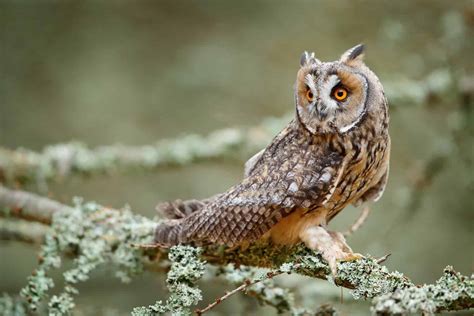 Owls In Louisiana: Catch All 8 Species In The Bayou State