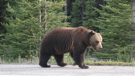 The Legacy of Big Boy the Grizzly Bear | Blog | Nature | PBS