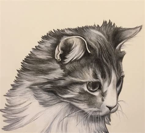 Custom Cat Drawing. Realistic Cat Drawing. Charcoal Drawing. | Etsy