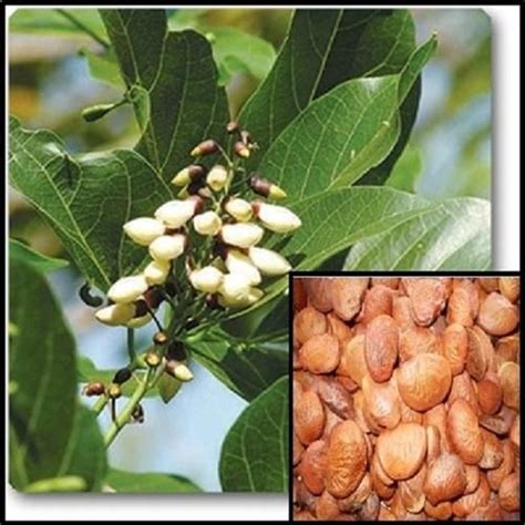 Karanj Tree Seeds ( Millettia Pinnata ), For Plantation, Pack Size: 5 ...