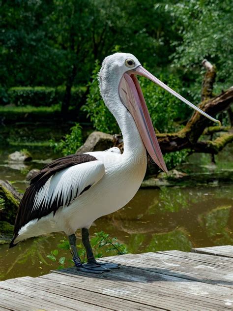 Australian Pelican with Open Beak Stock Image - Image of white ...