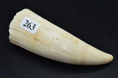 198g Sperm Whale Tooth Specimen - Natural History - Industry Science ...