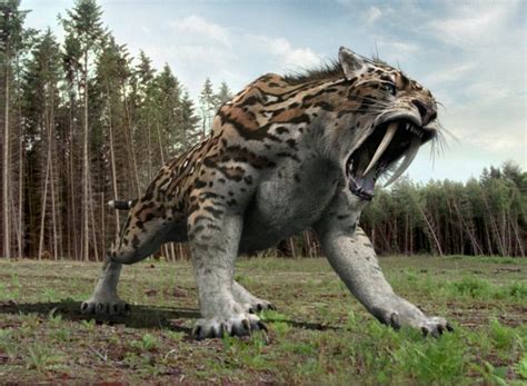 Smilodon Facts, Habitat, Diet, Fossils, Pictures