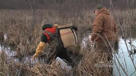 River Otter Trapping | wnep.com