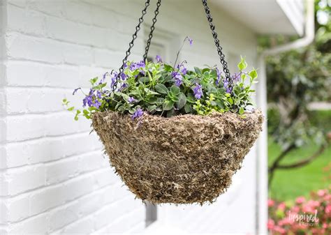 DIY Hanging Basket Plant for Shade (Wow-Worthy Combination!)