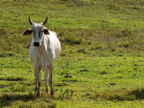 Premium Photo | Brown jersey cow on a white isolated