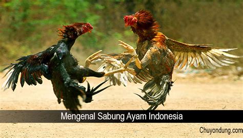 Mengenal Sabung Ayam Indonesia - Chuyondung.com