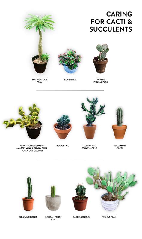 CARING FOR CACTI & SUCCULENTS — JACINTHA PAYNE