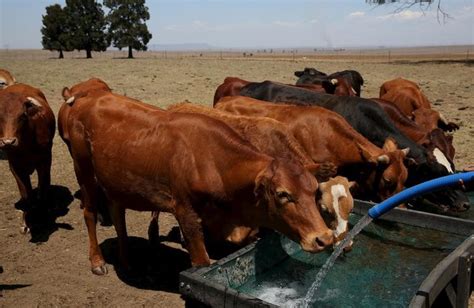 Botswana resumes beef exports from areas free of foot & mouth outbreak ...