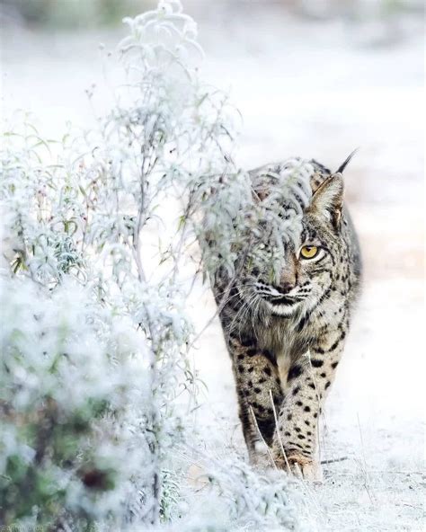 46 best Iberian Lynx images on Pholder | Nature Is Fucking Lit ...