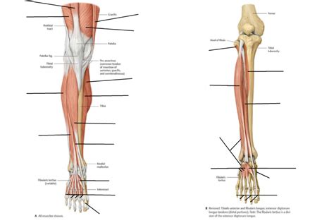 anterior, superficial and deep muscles of lower leg Diagram | Quizlet