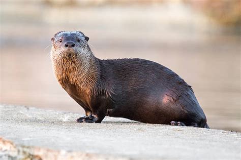 What Does Otter Poop Look Like? In-Depth Analysis Of Otters Poops ...