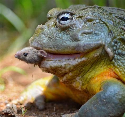 Bullfrog eating mouse in 2020 | African bullfrog, Frog, Bullfrog