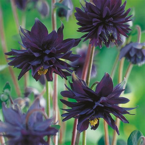 Hayloft Plants 6 x Aquilegia Mixed Bare Roots - QVC UK