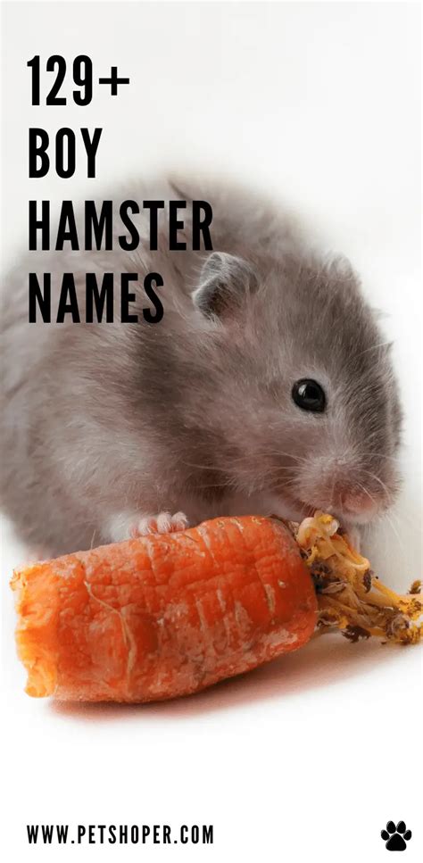 Boy Hamster Names 129+ TOP & CUTE Ideas - PetShoper