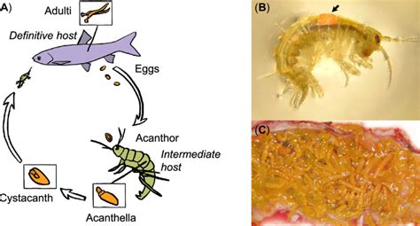 (A) Life cycle of the acanthocephalan Pomphorhynchus sp. In the fish ...