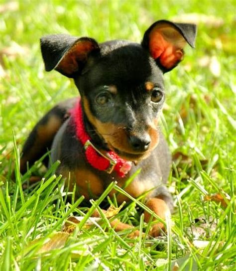 Are Miniature Pinscher Noisy