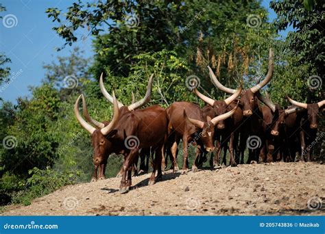 Watusi cattle stock photo. Image of horns, africa, bull - 205743836