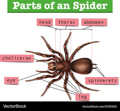 Spider Anatomy For Kids