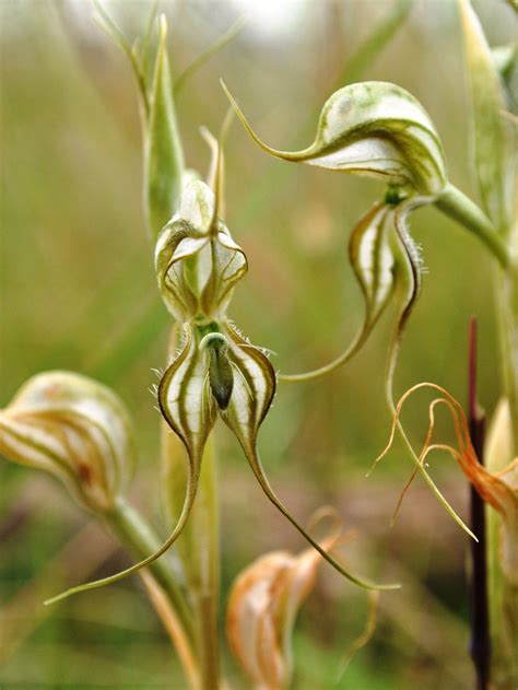 Robust greenhood orchid at Nardoo Hills #Orchids | Rare orchids ...