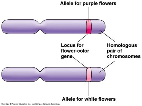 #127 Chromosomes, DNA, genes and alleles | Biology Notes for IGCSE 2014 ...