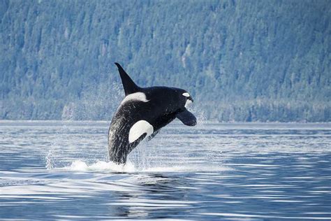 Orca (Killer Whale) Wildlife Tours in Alaska | Pybus Point Lodge