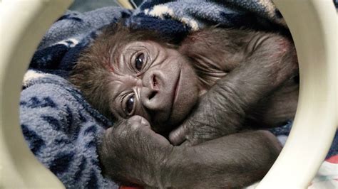 Baby male gorilla born at Franklin Park Zoo