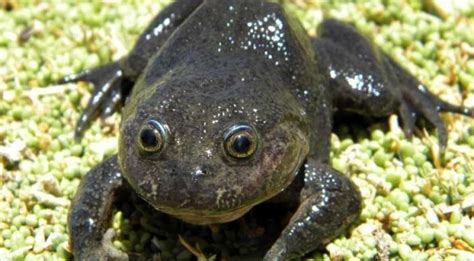 Chilean researchers rediscover species of 'ghost' frog that was found ...