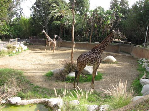 Masai Giraffe Habitat | ZooChat