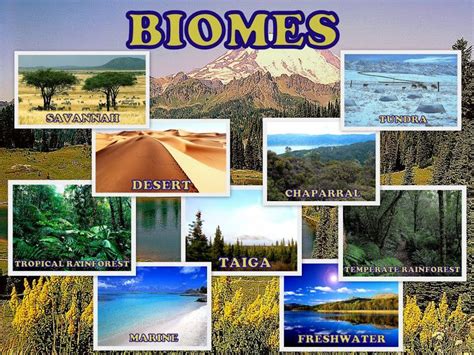 Types of Biome Ecosystems | Biomes, Ecosystems, Savanna biome