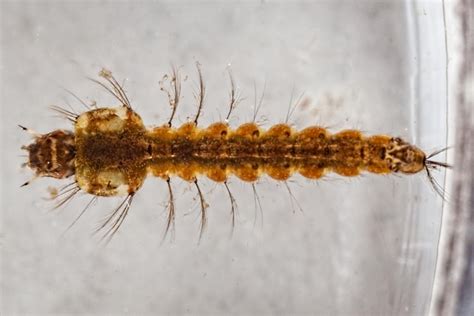 Mosquito larva (Anopheles sp.) | D Reed Photography