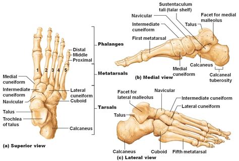 Foot Bones Anatomy | HD Wallpapers Plus