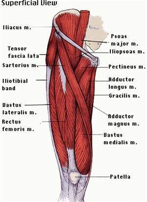 Pictures Of Anterior Thigh Muscles