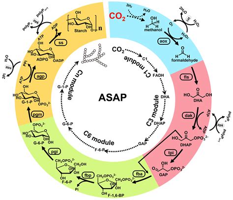 Cell-free chemoenzymatic starch synthesis from carbon dioxide | Science